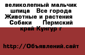 великолепный мальчик шпица - Все города Животные и растения » Собаки   . Пермский край,Кунгур г.